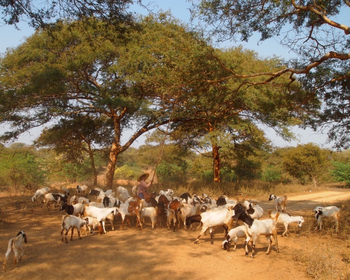 goats on the plains in Bagan